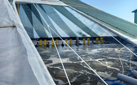 Sục Khí Ao Nuôi Tôm Cá Bằng Động Cơ Giảm Tốc Sagar Ấn Độ