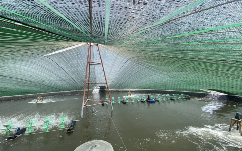 Tiêu Chí Chọn Motor Giảm Tốc Phù Hợp Cho Dàn Quạt Nuôi Tôm Công Nghiệp