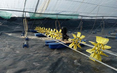 Vệ Sinh Ao Tôm Sau Thu Hoạch: 7 Bước Cần Làm Trước Khi Bắt Đầu Vụ Nuôi Mới