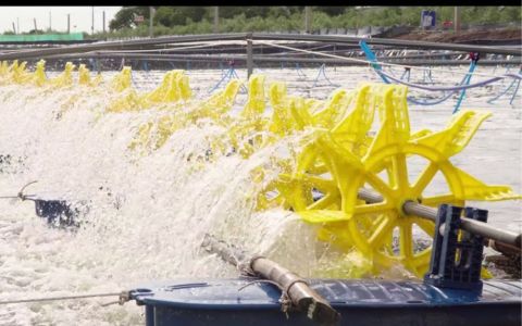 Tổng Hợp Các Kiểu Lắp Quạt Nước Nuôi Tôm Phổ Biến